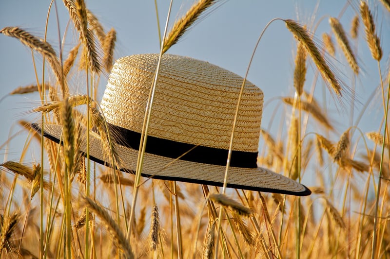 Summer Surplus