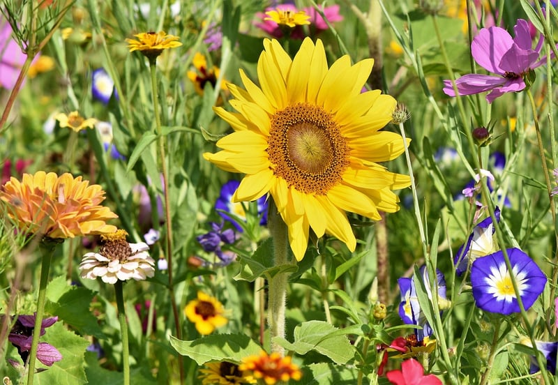 Urban Garden Demonstration
